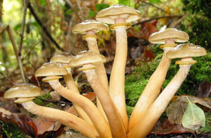 Виды грибов по способу питания